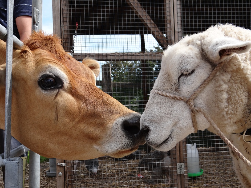 克洛普:南野已做好上场准备安切洛蒂不好对付|星空体育APP网站(图1) 星空体育APP