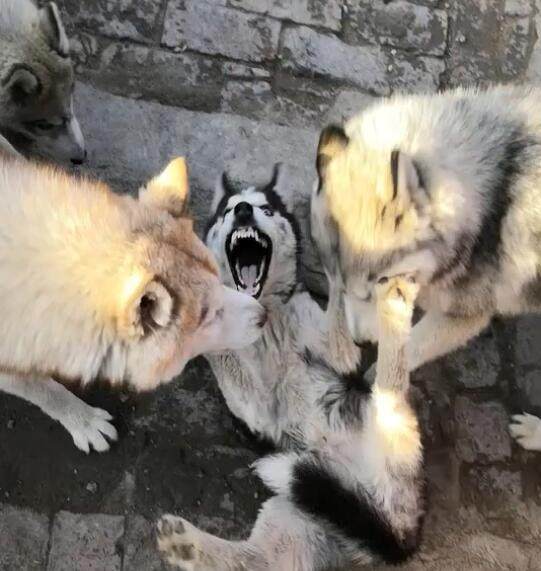 2017年度最具影响力画家——李杰‘星空体育APP’(图2) 星空体育APP网站