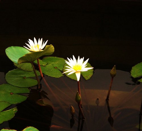 星空体育APP网站