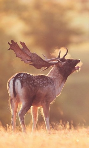 吴金贵:很多中国球员都不会射门 心理层面问题限制发挥“星空体育app下载”(图3) 星空体育app下载
