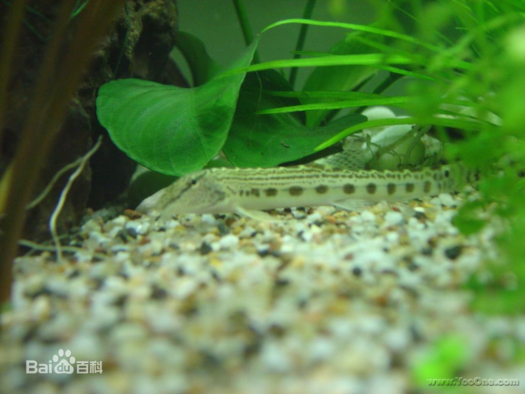 星空体育APP网站