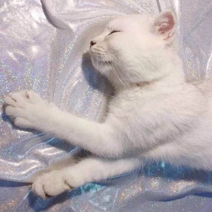 星空体育APP网站