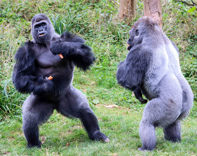 星空体育APP网站