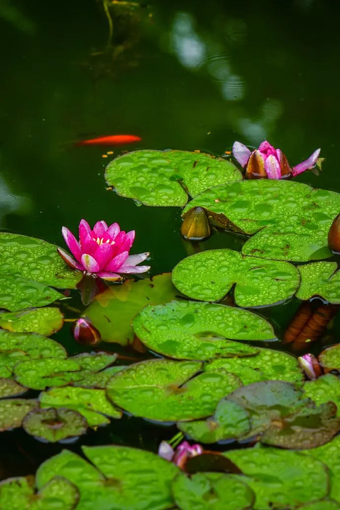 星空体育APP:国际冠军杯足球直播地址前瞻:佛罗伦萨VS本菲卡直播本菲卡客场有望拿分(图2) 星空体育APP